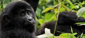 Visitar gorilas en Uganda: Todo lo que debes saber