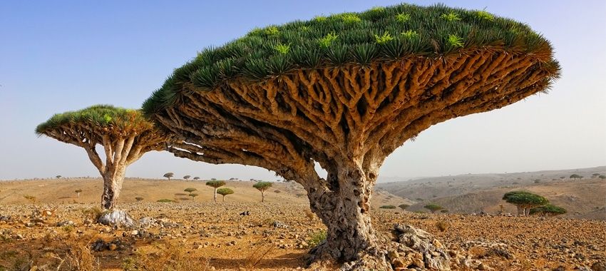 SOCOTRA, LA ISLA QUE HOLLYWOOD AÚN NO HA DESCUBIERTO