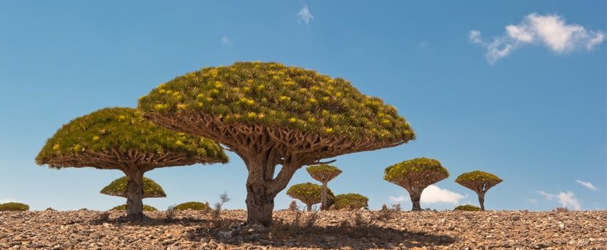 socotra