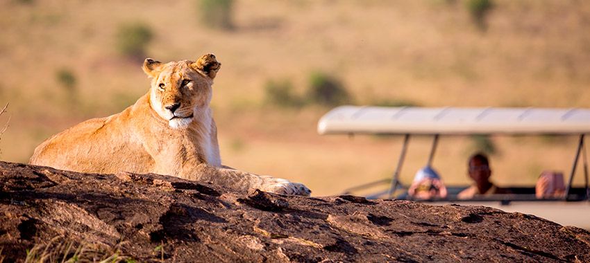 safari-fotografico