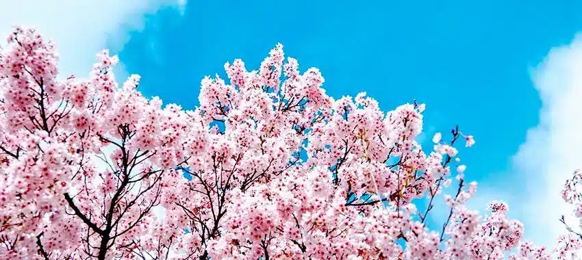 Cuál es la mejor época del año para viajar a Japón 13 cerezos en flor en japón en primavera