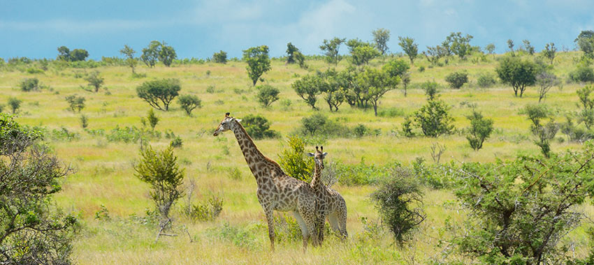 parque-kruger