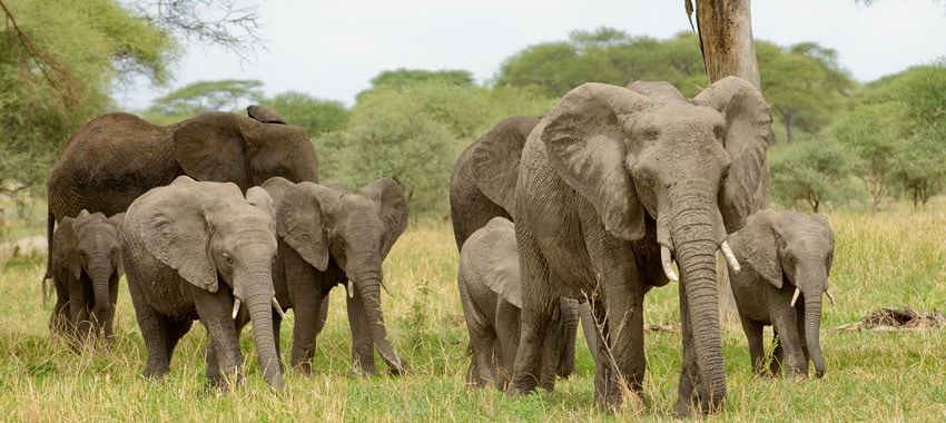 tarangire-safari