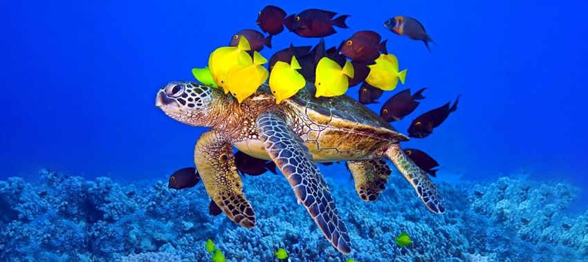 los-mejores-lugares-avistar-tortugas-marinas