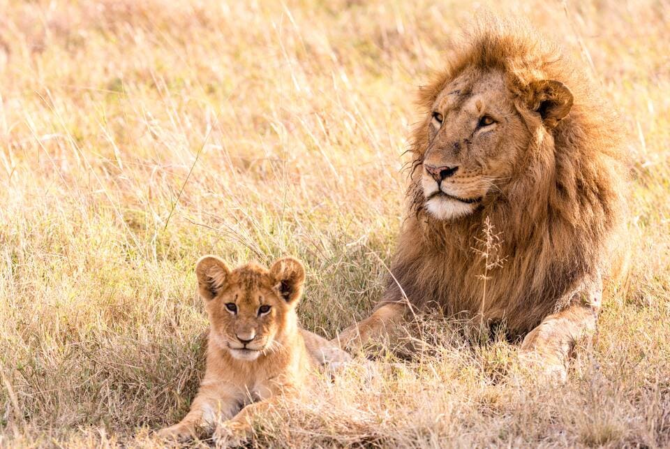 viaje a Kenia