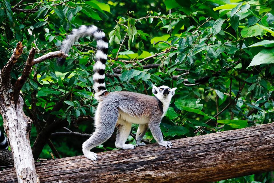 viaje-a-madagascar