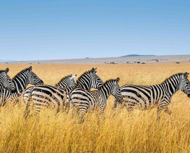 viaje-tanzania