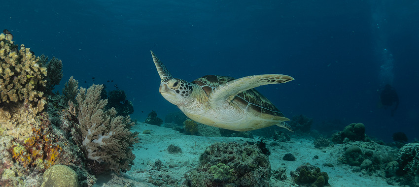 Los mejores lugares para ver tortugas marinas