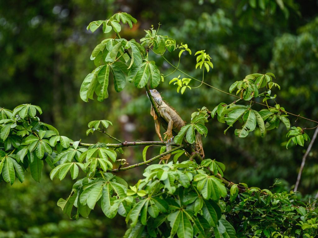 parque nacional Corcovado