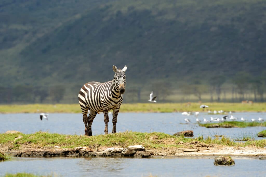 Cebra en un safari en Tanzania