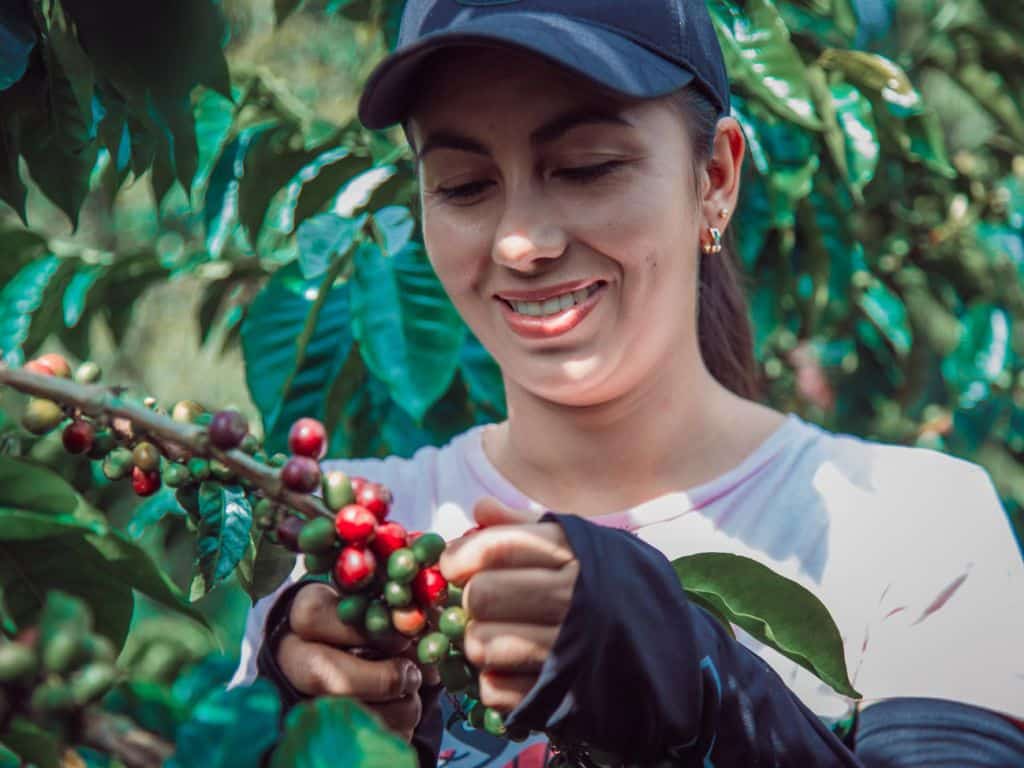 mujer recogiendo granos de café de un árbol de café en el eje cafetero
