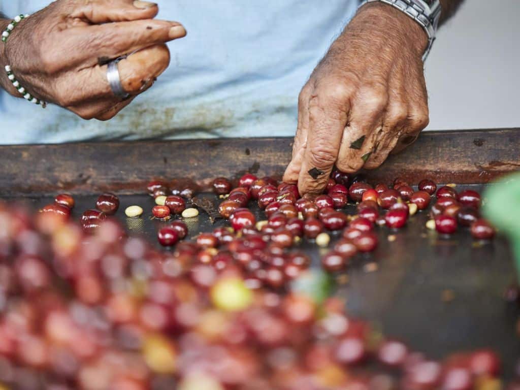 persona separando los granos de café en el eje cafetero de Colombia