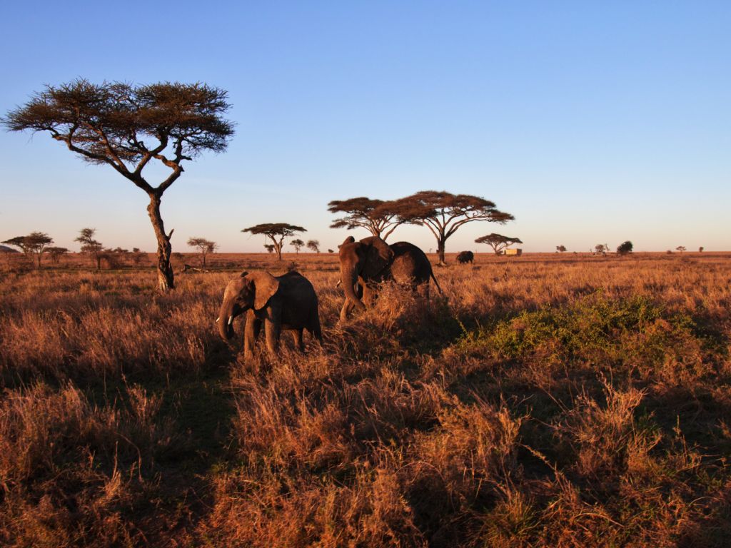Elefantes en la Savannah de Tanzania