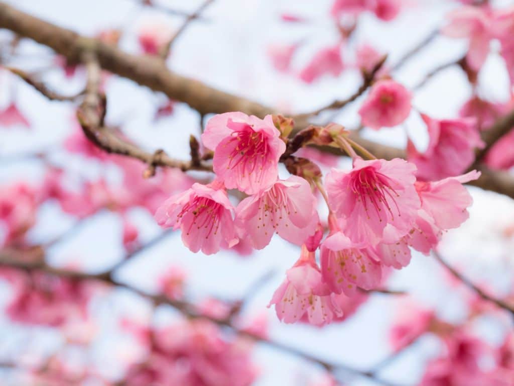 cerezos en flor - hanami