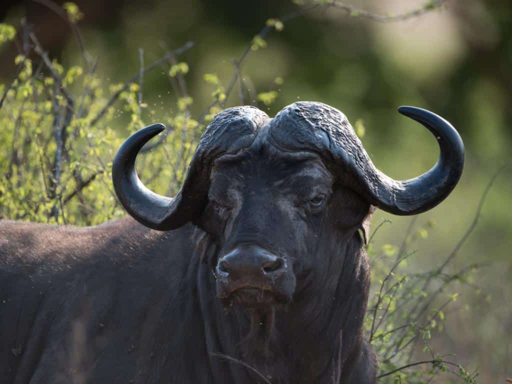 bufalo africano safari