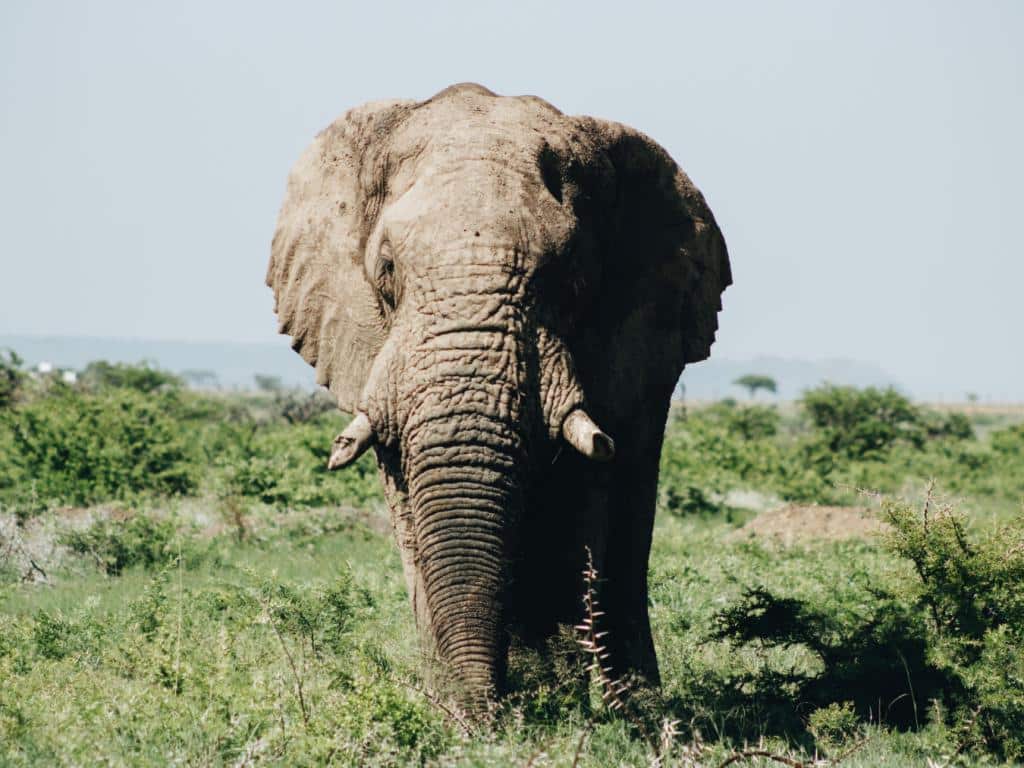 elefante safari