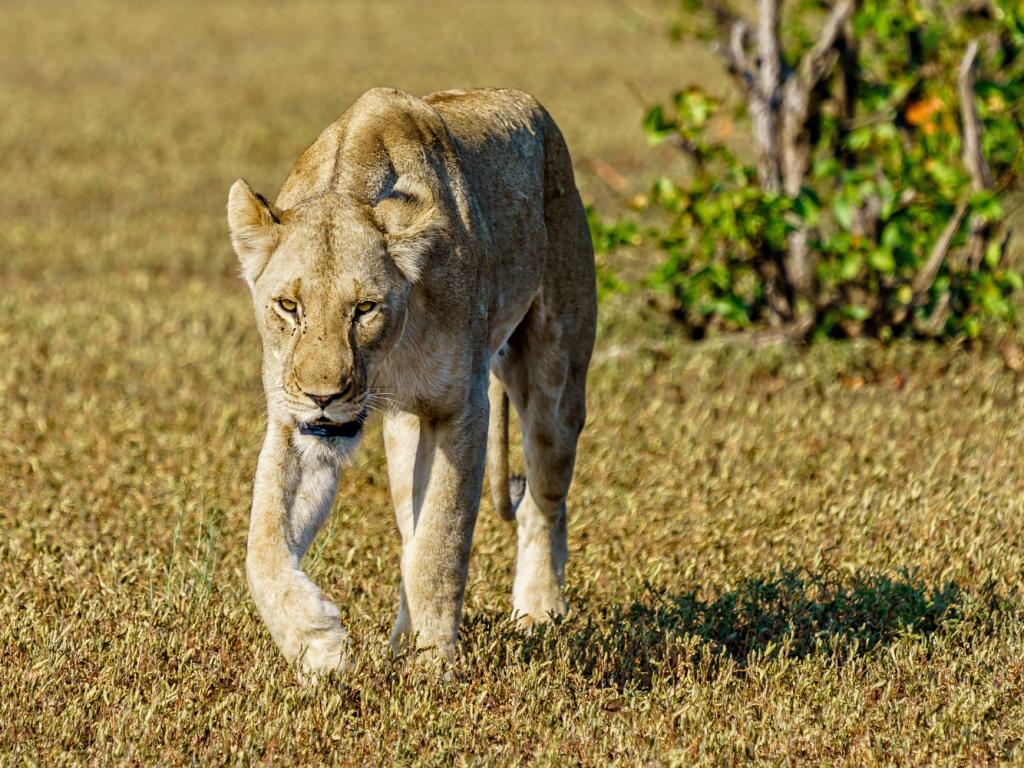 León safari africano