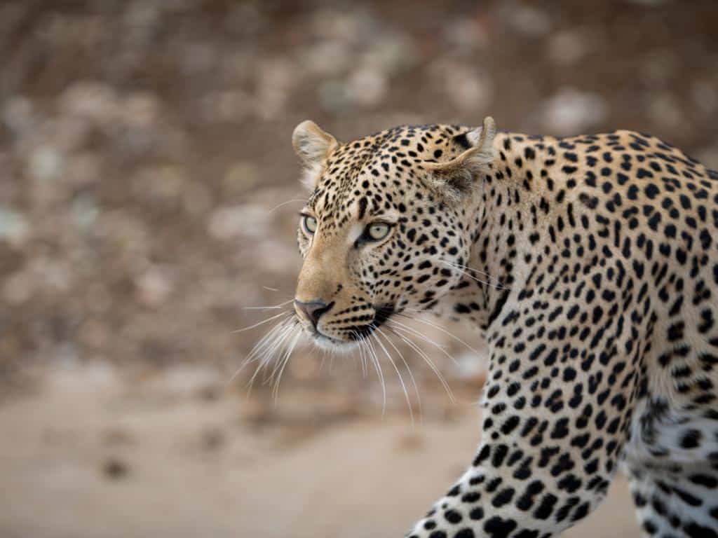 Los cinco grandes de África: el reto más salvaje del safari