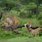 Safari Lengai de Tanzania en grupo