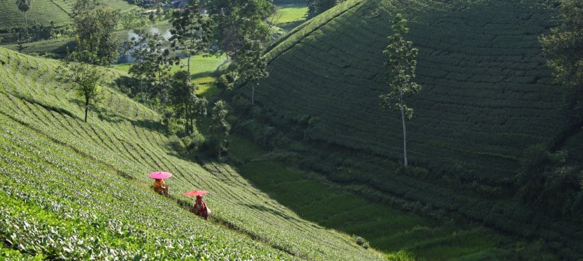 camino de pekoe Sri Lanka